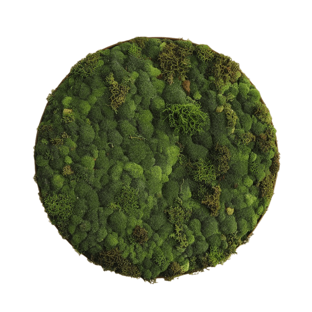 Moss Magnet