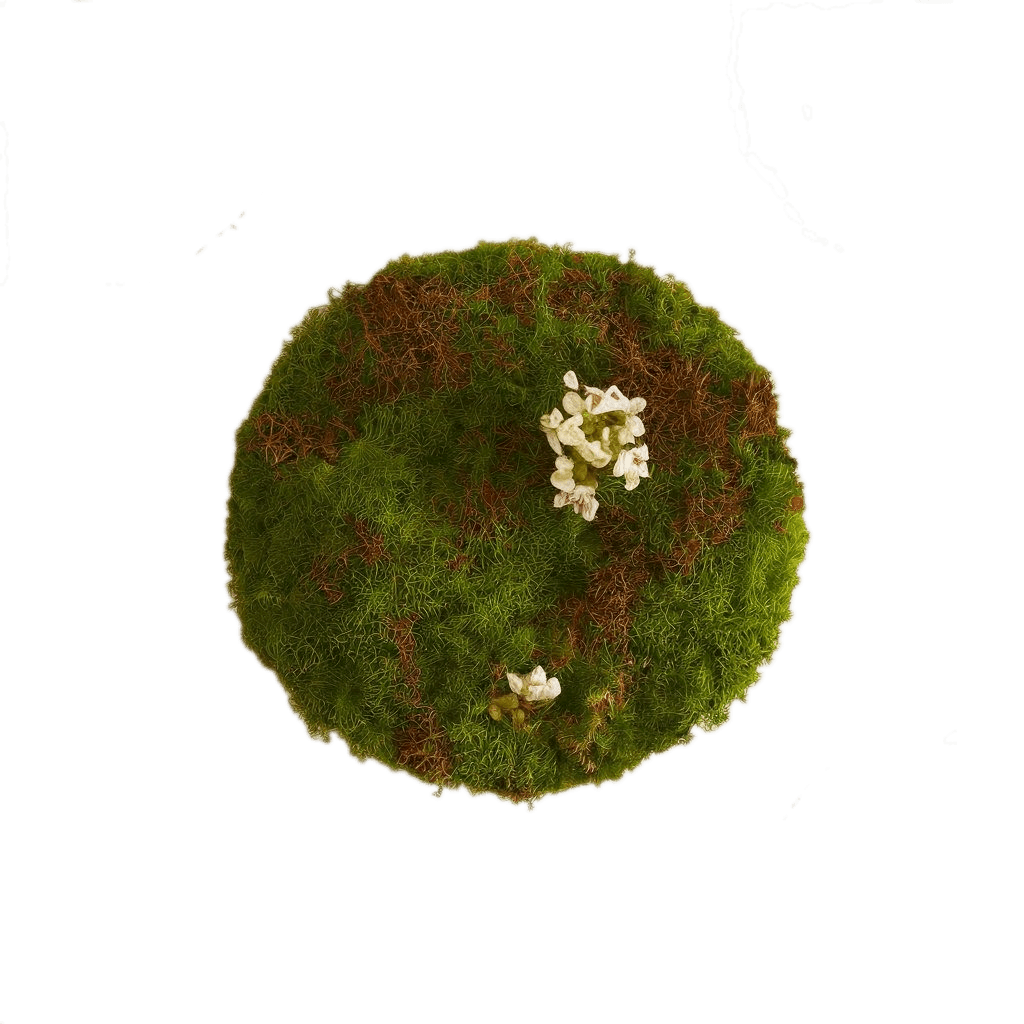 Moss Magnet